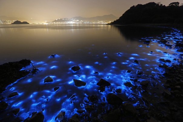 Одно из самых восхитительных зрелищ, которое можно увидеть ночью на берегу моря свечение биолюминесцентных креветок Это такое же захватывающее зрелище, как и наблюдение за звездопадом: только