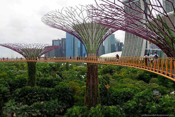 Супердеревья. Футуристический сад в Сингапуре. Место называется Gardens by the Bay, то есть Сады у залива. Это большая парковая зона. Дорожки, мостики, озеро и много-много зелени, прям буйство