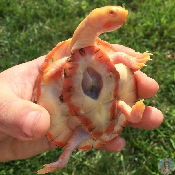 Черепаха-альбинос живёт с открытым сердцем