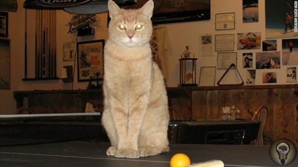 Знаменитый кот-мэр из Аляски умер в возрасте 20 лет.