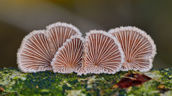 23 328 «полов» насчитывают у грибов Schizophyllum commune (Щелелистник обыкновенный , и каждый может дать потомство от любого другого, кроме