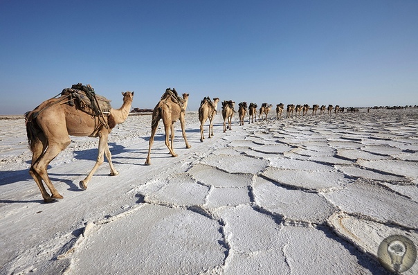 СОЛЯНОЙ КАРАВАН. Ч.-1 Столетия назад караваны тысяч верблюдов, груженных солью, пересекали Сахару с востока на запад и с юга на север и обратно. Транссахарская торговля способствовала развитию