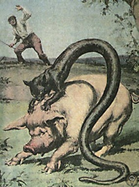 Альпийский монстр Татцельвурм - выдумка или реальное животное Татцельвурм, чтобы вы знали, это «змей с кошачьей головой». Так этого загадочного монстра, которого никогда никому не удавалось