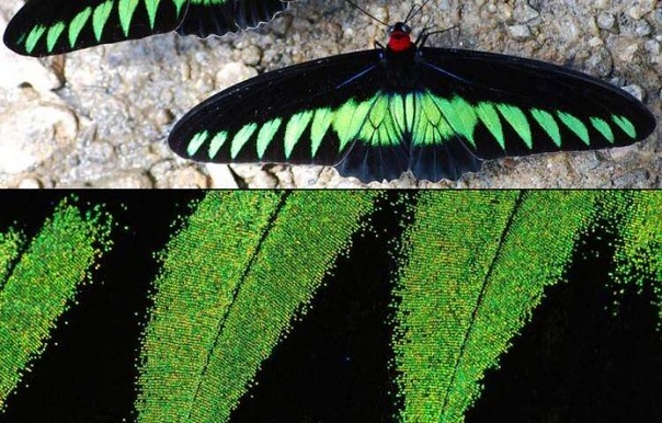 В крыльях бабочек найдена наноструктура, чрезвычайно похожая на знаменитый Vantablac Черный окрас крыльев бабочек это не просто материал черного цвета, а сложная структура для поглощения света,