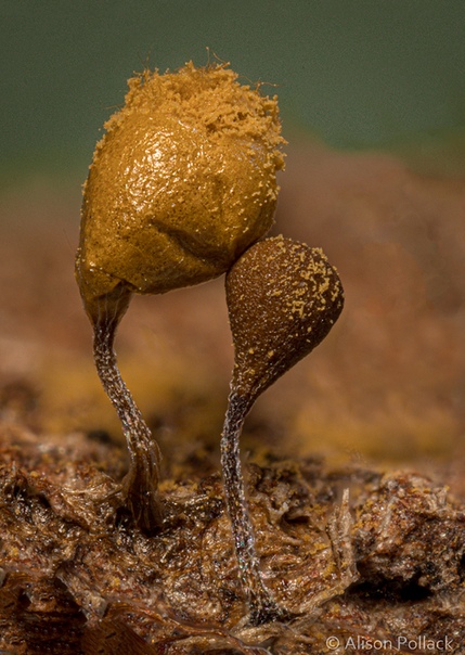 Фотограф Alison Pollac делает экстремальные макроснимки, чтобы показать, насколько завораживающими могут быть грибы