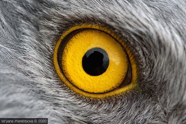 Взгляд хищника Глаза хищных птиц крупным планомФото: Татьяна Жеребцова