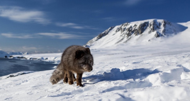 Удивительное путешествие полярной лисицы. Ученые отследили путешествие полярной лисицы, в ходе которого она за 76 дней преодолела 3506 километров, перебравшись из Норвегии в Канаду.Молодая