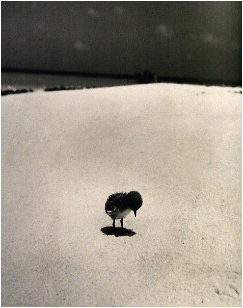 Трогательное фото. Птенец и его тень, Австралия, 1950 г.