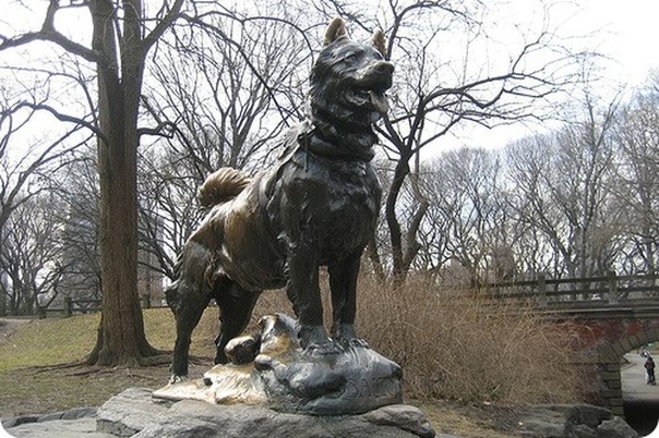 История о мужественной собаки Балто Наверняка, многие смотрели мультфильм Балто, о полу-волке, спасшем город Ном от дифтерии. Но немногие знают, что настоящая история несколько отличается от