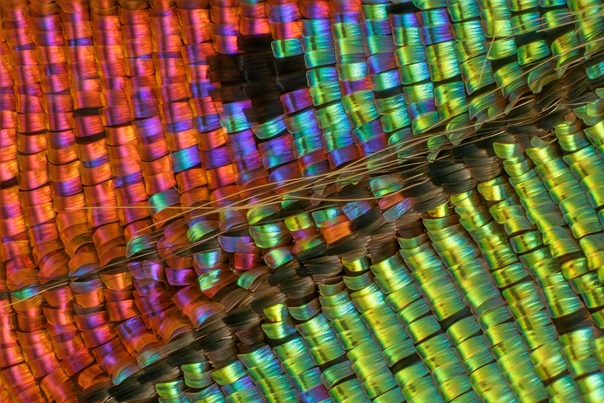 Чешуя крыла бабочки Урания мадагаскарская под микроскопом