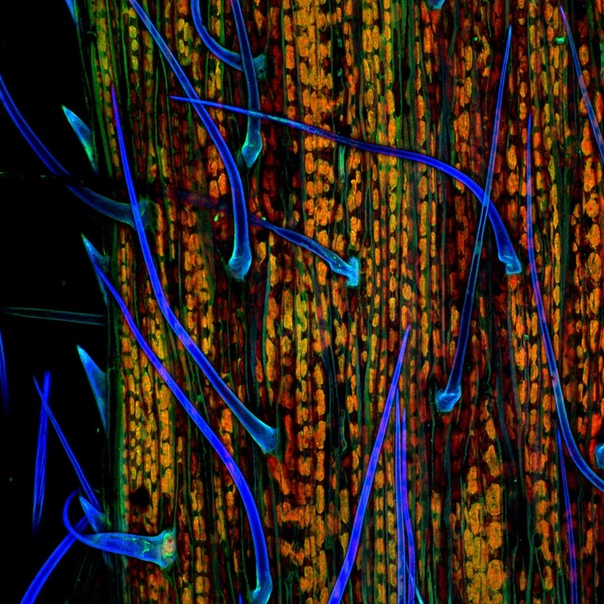 Травинка под микроскопом, 200-х. Конфокальная микроскопия. Аутофлюоресценция Фото: Доктор Донна Штольц
