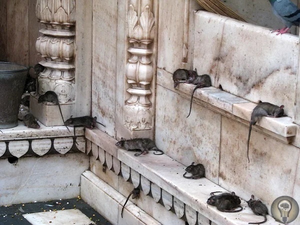 Почему в индийском храме Карни Мата почитают крыс Мир полон бесчисленных храмов, церквей и других святынь, чтобы выражать свои религиозные убеждения. Некоторые из этих мест поклонения являются