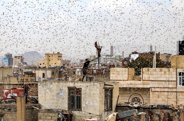 Саранча на Йеменом Мужчина пытается поймать саранчу, роящуюся над Саной, столицей Йемена. Тучи саранчи насчитывают миллионы особей и могут преодолевать до 150 км в день. Живет пустынная саранча