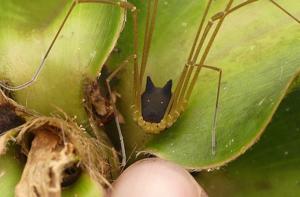 Биолог-натуралист Андреас Кей обнаружил в тропиках Эквадора странное насекомое  паукообразное с формой головы, напоминающей то ли черного ушастого зайца, то ли волчью морду