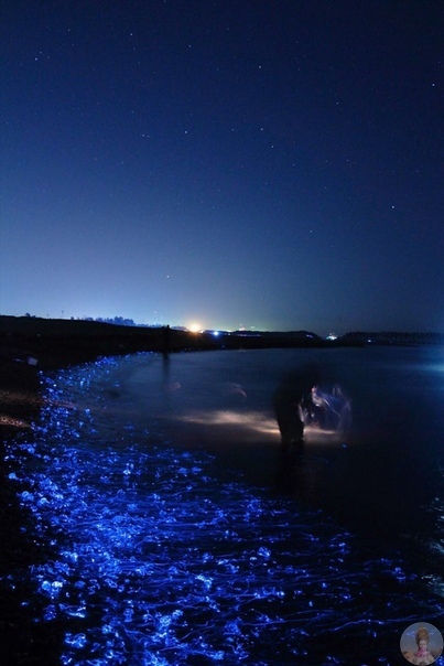 Скопища маленьких кальмаров в заливе Тояма, Япония