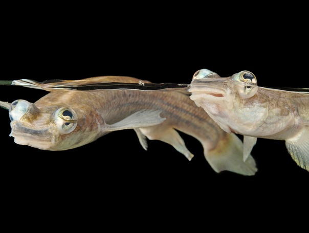 Четырехглазки потрясающие рыбы, у которых 2 глаза и 4 зрачка Обычно позвоночные животные имеют по два глаза, в каждом из которых располагается по одному зрачку. Но правила эти применимы не для