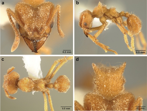 Муравей по кличке Radiohead Ученые из венесуэльского штата Амасонас назвали новый вид муравья в честь Radiohead, сообщает Phys.org. Три новых вида, один из которых теперь называется Sericomyrmex
