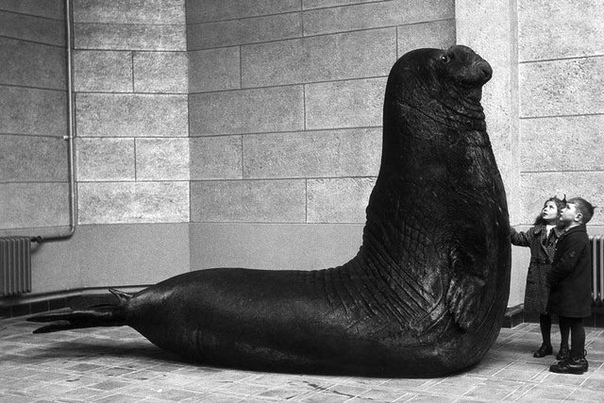 Роланд, массивный 4000-фунтовый слон-тюлень, который жил в Берлинском зоопарке в 1930-х годах