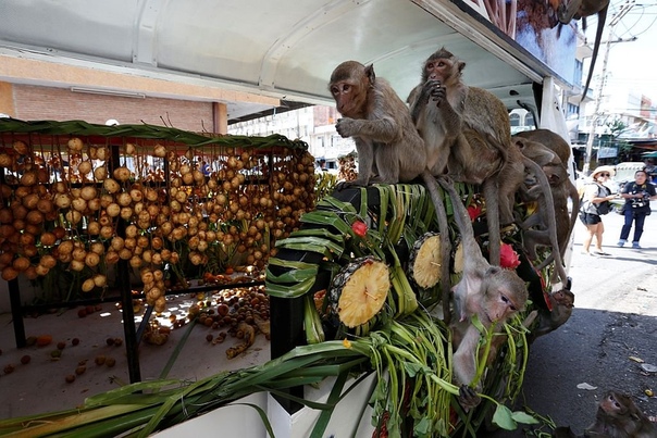 Обезьяний фестиваль Money Buffet Festival в Таиланде В таиландском городке Лопбури существует ежегодная традиция устраивать обезьяний банкет. Здесь живут около 3 000 хвостатых воров-обезьян,