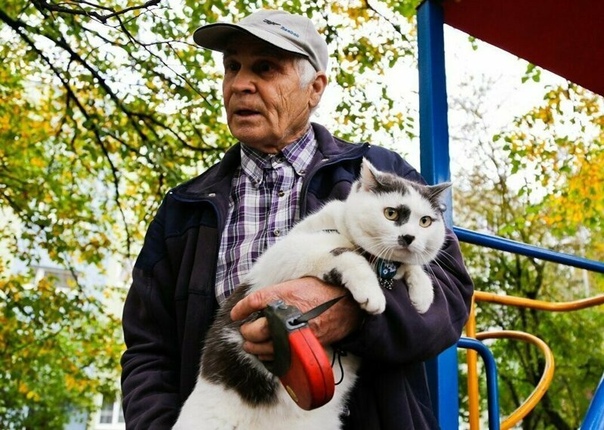 История жизни самого умного кота в России К Международном дню кошек компания «Медиалогия» составила топ-10 самых популярных представителей породы. Девятую строчку в рейтинге занял