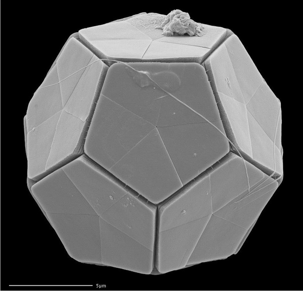 Кокколитофориды: гениальная архитектура в одной клетке Нет, этот объект создан не из пластика или металла, это живое существо из карбоната кальция. Кокколитофориды группа одноклеточных