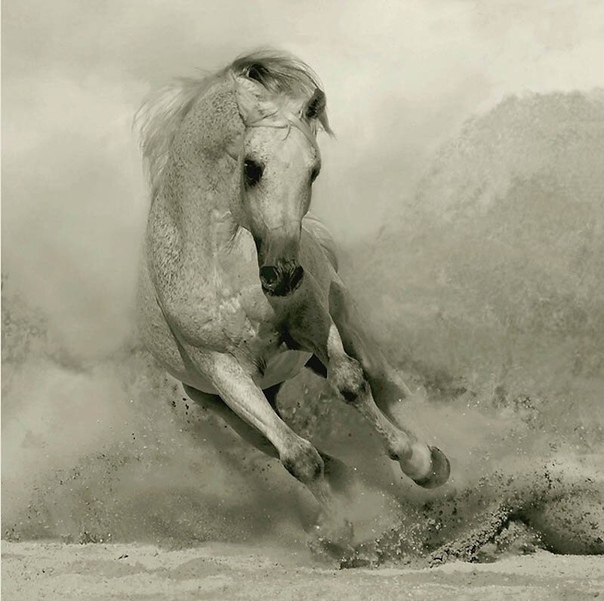 Красота и грация. От волшебных фотографий арабских и андалузских лошадей Войтека Квятковского буквально перехватывает дыхание. Он автор и издатель самых известных в мире книг об арабской породе