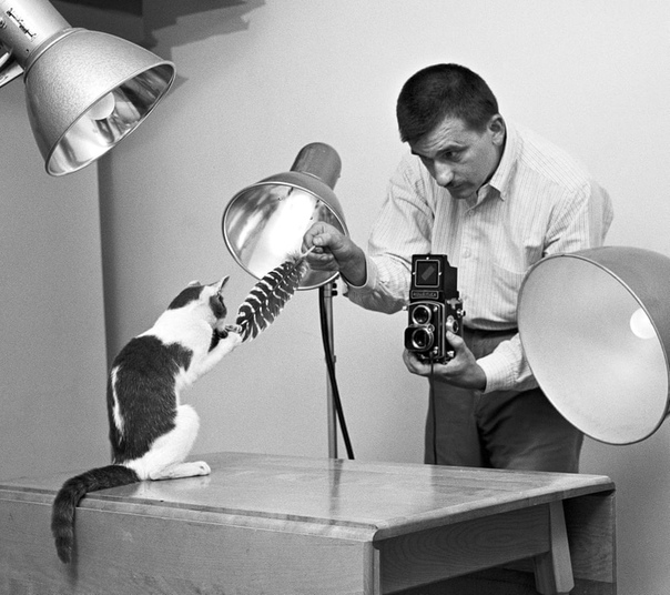 Уолтер Чандоха 70 лет фотографировал кошек Его называют «пионером», «королём» и «крёстным отцом» фотографии кошек. Уолтер Чандоха заслужил такие звания тем, что за 75-летнюю карьеру сделал более