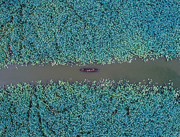 Лодка проплывает между цветками лотоса в деревне Gulao, Гуандун, Китай. 