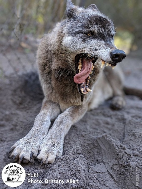 Юки - волкособ с непростой судьбой Волкособ (Wolfdog) - это смесь волка и домашней собаки, которые являются представителями одного и того же вида. Юки - один из волкособов в приюте Приют