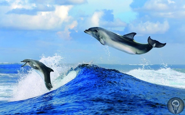Ужасающие факты о дельфинах, живущих в неволе 1) Дельфин не может жить без движения. В дикой природе обычный дельфин проплывает в среднем около 100 километров в день, в бассейне столько не
