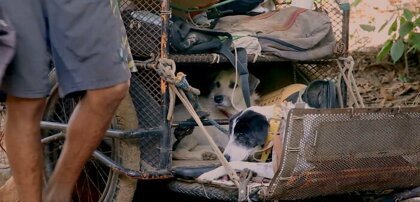 Мужчина с тележкой странствует по Мексике, спасая раненых и больных собак За последние шесть лет житель Мексики Эдгардо Перрос прошел 14000 км, помогая бездомным собакам. За эти годы ему удалось