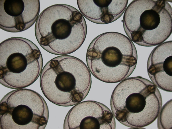 Эмбрионы кефали (Mugil cephalus) под микроскопом, 40x