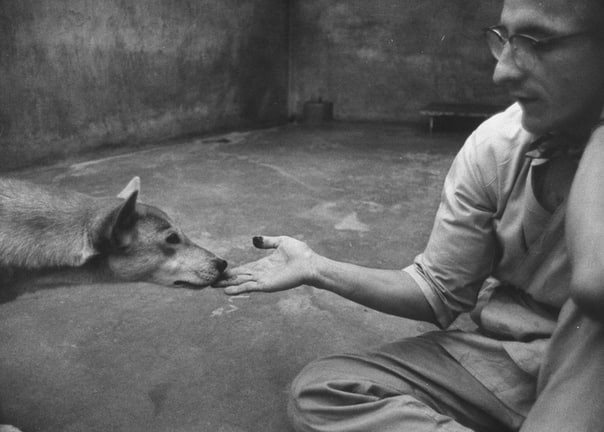 Ветеринар осматривает австралийскую дикую собаку Динго в зоопарке Сан-Диего, 1960 год ***Умные, осторожные, подвижные, обладающие прекрасным зрением и слухом, динго предпочитают жить семьями или
