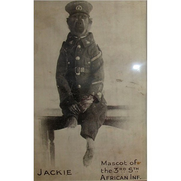 Павиан по кличке Джеки В 1915 году уроженец ЮАР Альберт Марр присягнул на верность Британии и попросил разрешение взять с собой домашнего павиана обезьяну Джеки. Так и началась история преданной