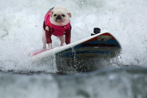 Соревнования по сёрфингу среди собак Top Surf Dog 2019 в Калифорнии В городе Дель-Мар, штат Калифорния, США, 8 сентября прошло ежегодное соревнование по сёрфингу среди собак Top Surf Dog 2019,
