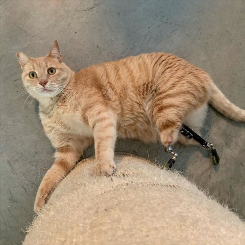 Бионический кот Вито: первый кот в Италии с ногами-протезами 6-летний кот стал звездой Интернета, будучи первым в Италии представителем семейства кошачьих, которому сделали протезы задних