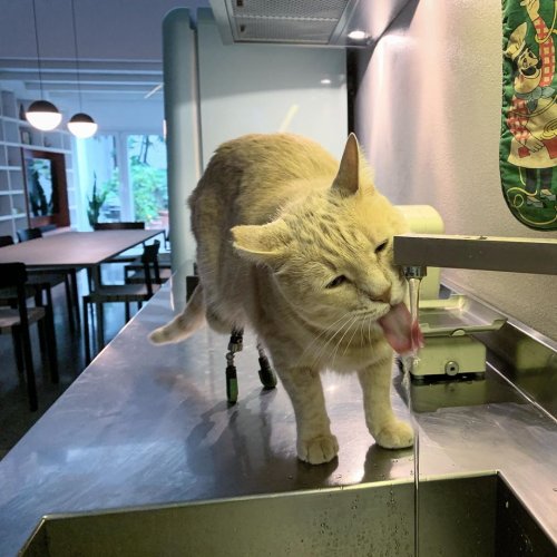 Бионический кот Вито: первый кот в Италии с ногами-протезами 
