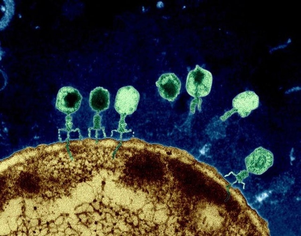Фото, сделанное с помощью электронного микроскопа показывает как бактериофаги уничтожают оболочку бактерий за счет внедрения в их клетку. (фото раскрашено)