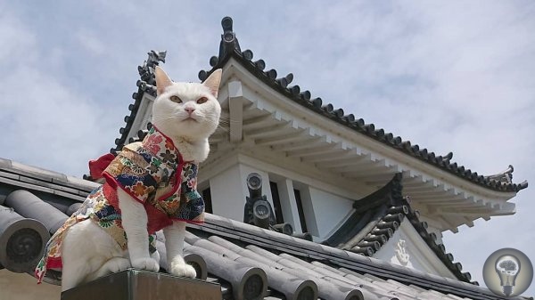 НЕОБЫЧНЫЙ КОШАЧИЙ ХРАМ В ЯПОНИИ В Японии очень любят кошек. Настолько, что в городе Киото существует кошачий храм Святыня мяу-мяу. Монахи в нем - тоже коты во главе с кошечкой Коюки. Ей