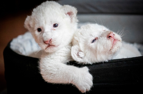 Белые львята Нала и Симба, родившиеся в конце июля, лежат в своей корзинке в центре реабилитации крупных кошек Caresse de Tigre, Нормандия, Франция
