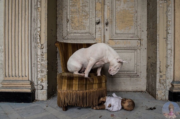 Любимая модель фотографа Элис ван Кемпен ее трехлетний бультерьер Клэр Вместе парочка исследует заброшенные места в Европе вот уже более двух
