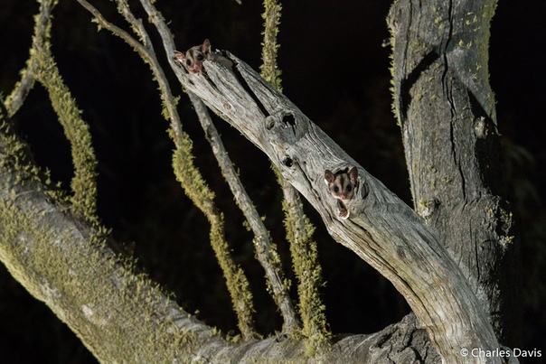 «Дом летяг» Сахарная сумчатая летяга (Petaurus breviceps), она же летающий поссум, или короткоголовая летающая белка. В Куме, Новый Южный Уэльс. Фото: Чарльз