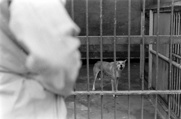 Ветеринар осматривает австралийскую дикую собаку Динго в зоопарке Сан-Диего, 1960 год ***Умные, осторожные, подвижные, обладающие прекрасным зрением и слухом, динго предпочитают жить семьями или