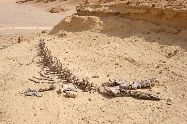 Долина китов в Египте скелеты гигантов посреди пустыни Сахары Египет это не только пирамиды, древние храмы и бархатные пляжи Красного моря. Это еще и Долина китов, включенная в список объектов
