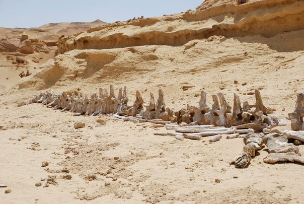 Долина китов в Египте скелеты гигантов посреди пустыни Сахары Египет это не только пирамиды, древние храмы и бархатные пляжи Красного моря. Это еще и Долина китов, включенная в список объектов