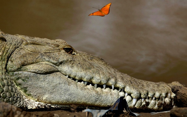 Бабочка пролетает над большим крокодилом на реке Тарколес, реке с одной из самых высоких популяций крокодилов в мире (провинция Пунтаренас, Коста-Рика