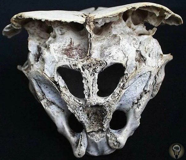 Древний череп, происхождение которого вызвало много вопросов