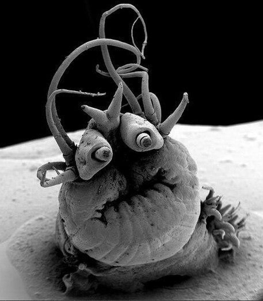 Морская полихета Nereis sandersi (морской червь) под электронным микроскопом 