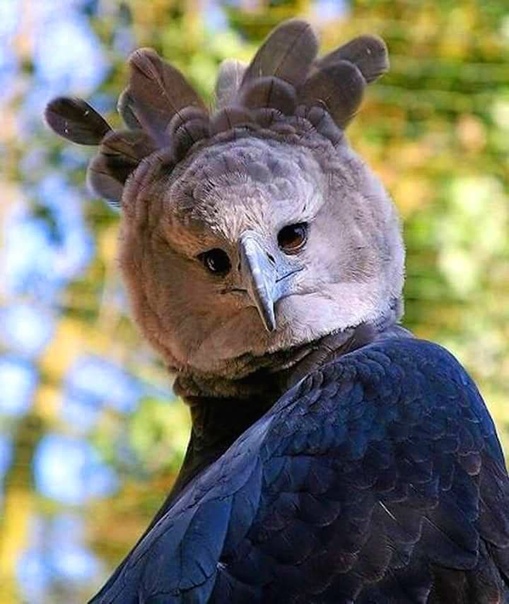 10 снимков южноамериканской гарпии, которая так огромна, что выглядит как человек в костюме птицы