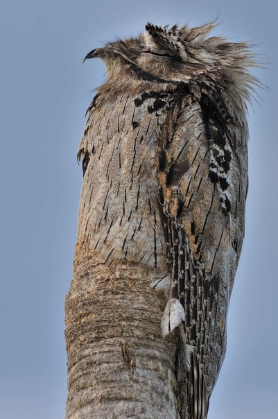 Серый исполинский козодой (Nyctibius griseus).. и легенды Это серый исполинский козодой (великий потто), необычная птица, которую трудно увидеть. Одной из причин ее уникального камуфляжа
